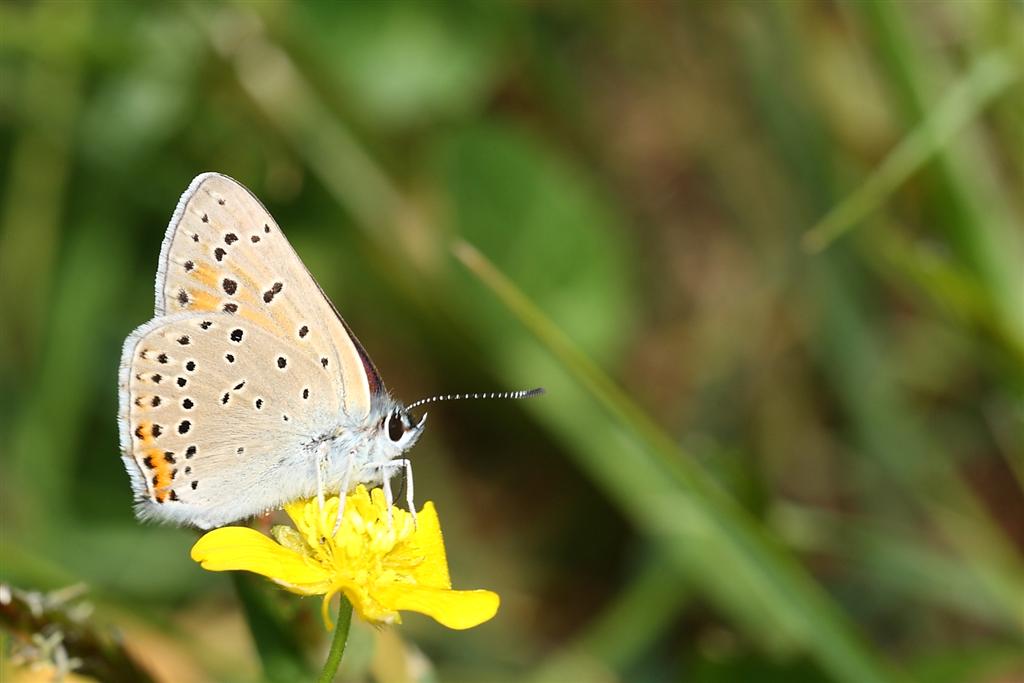 Lycaena hippothoe ♂